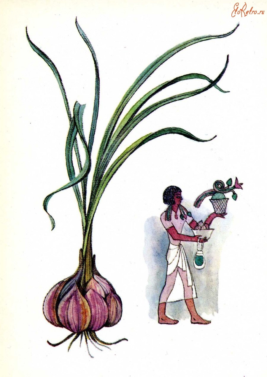 Лук репчатый талисман f1