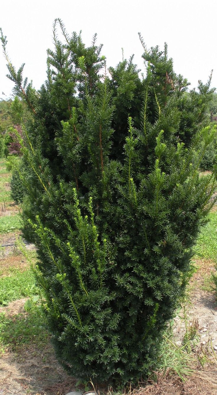 Тис средний Хикси (Taxus Media Hicksii)