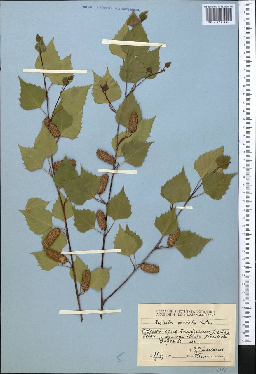 Береза пушистая Betula pubescens