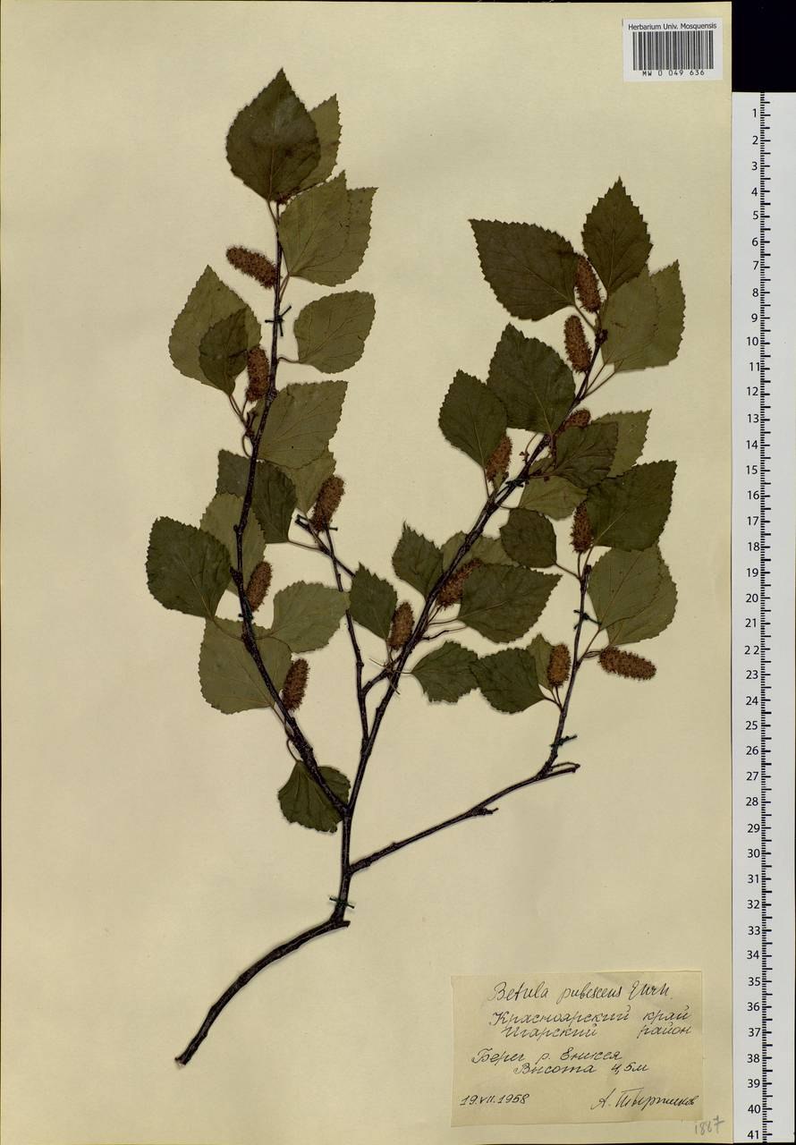 Дерево береза маленькая