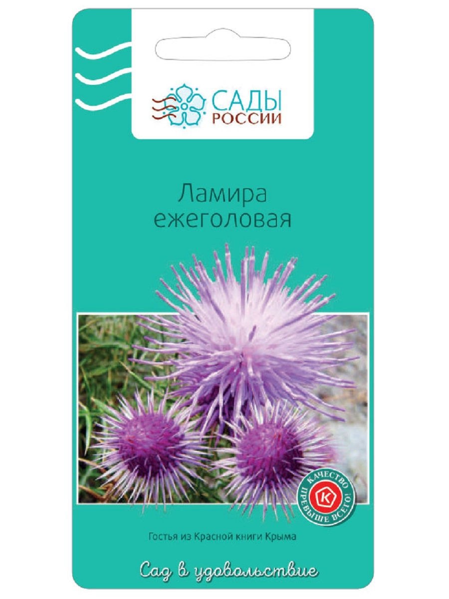 Ламира ежеголовая