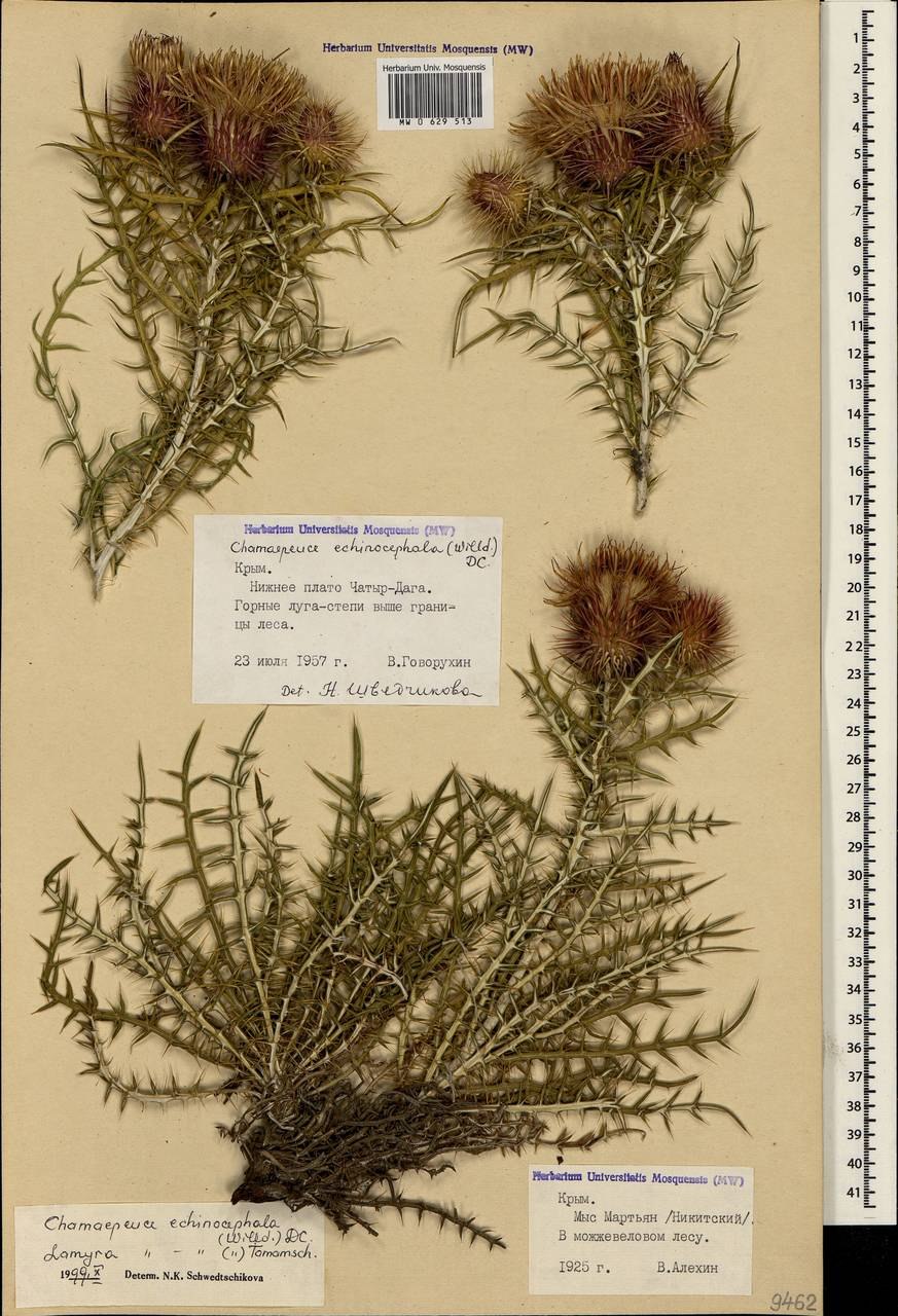 Ламира ежеголовая Lamyra echinocephala