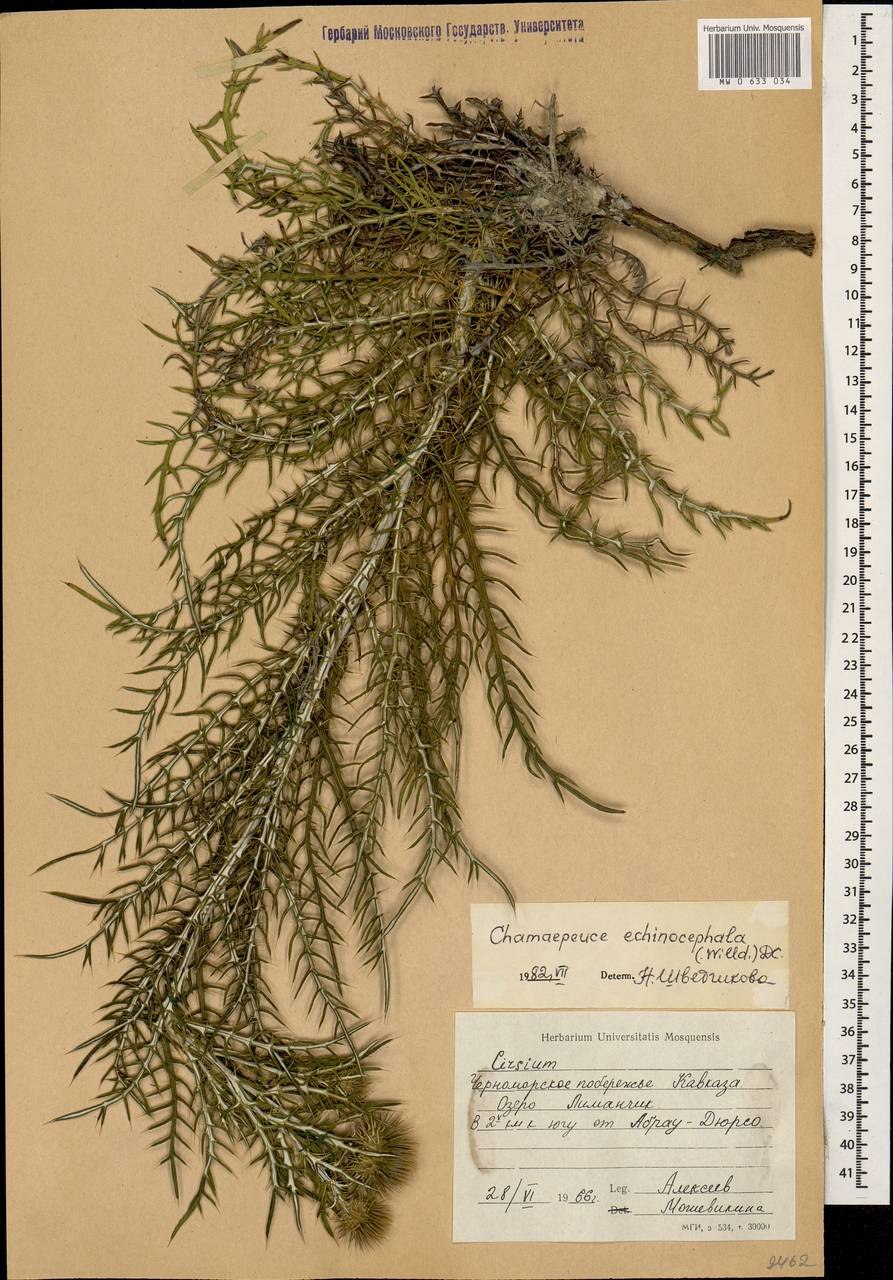 Ламира ежеголовая фото