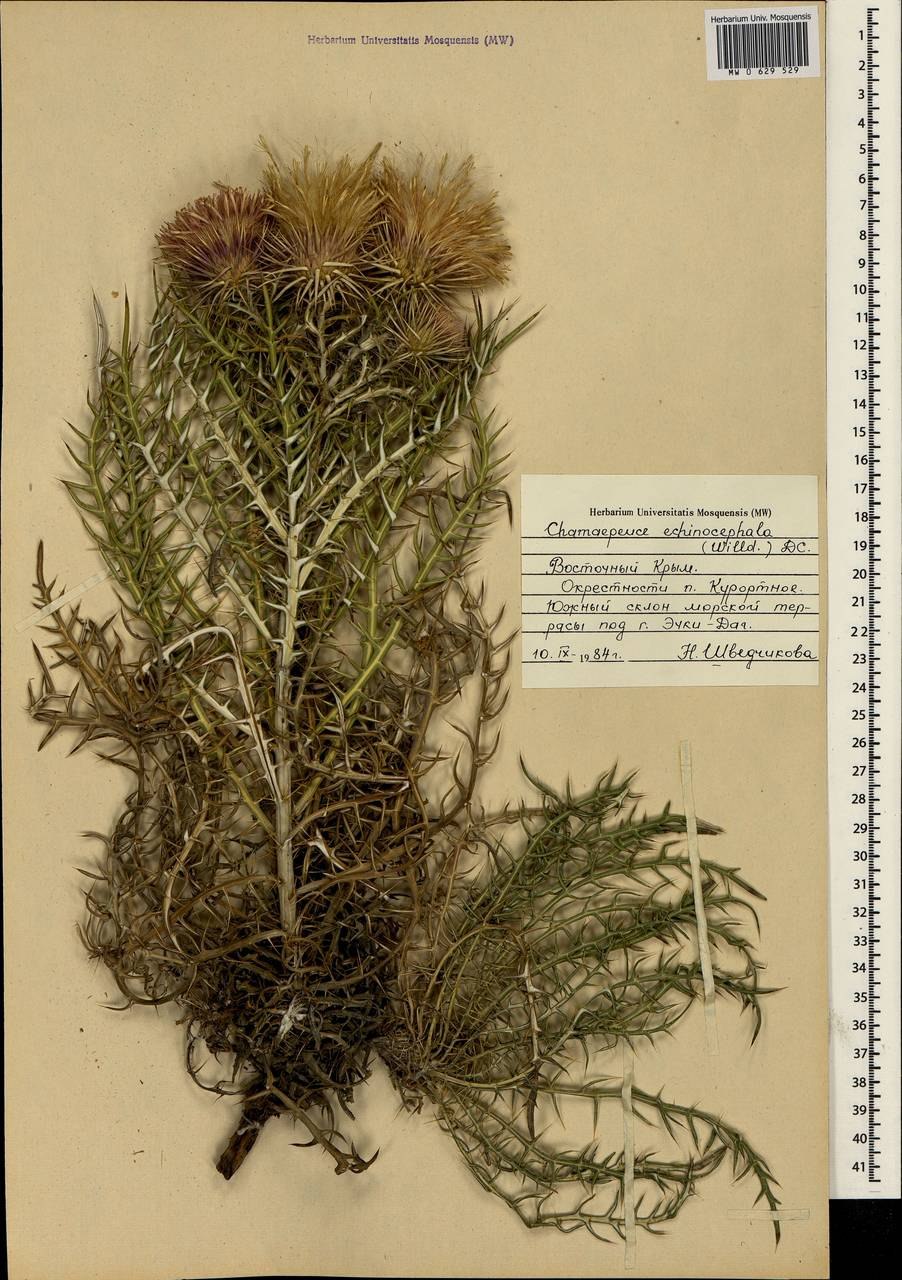 Ламира ежеголовая зимостойкость