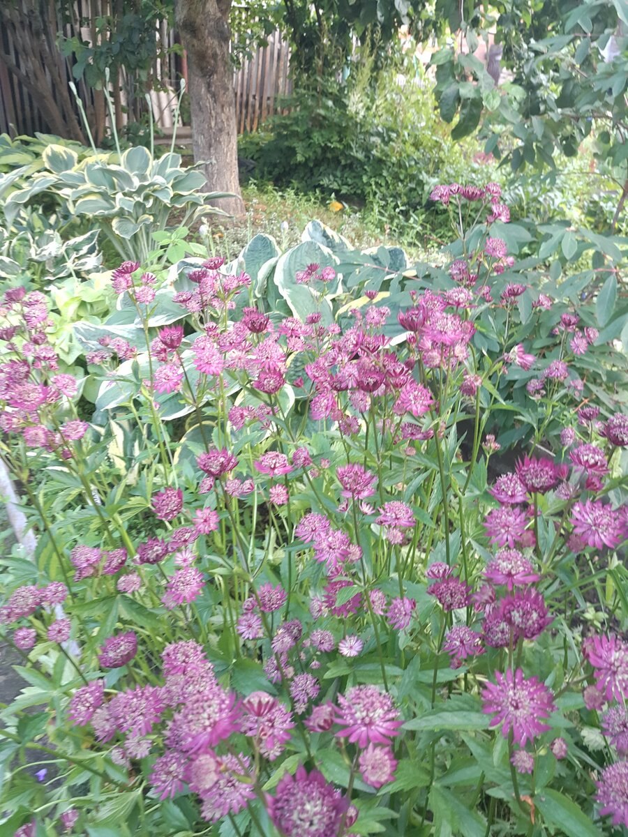 Астранция миллиард старс