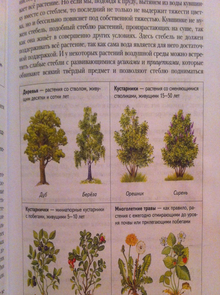 Многолетние растения открытого грунта таблица