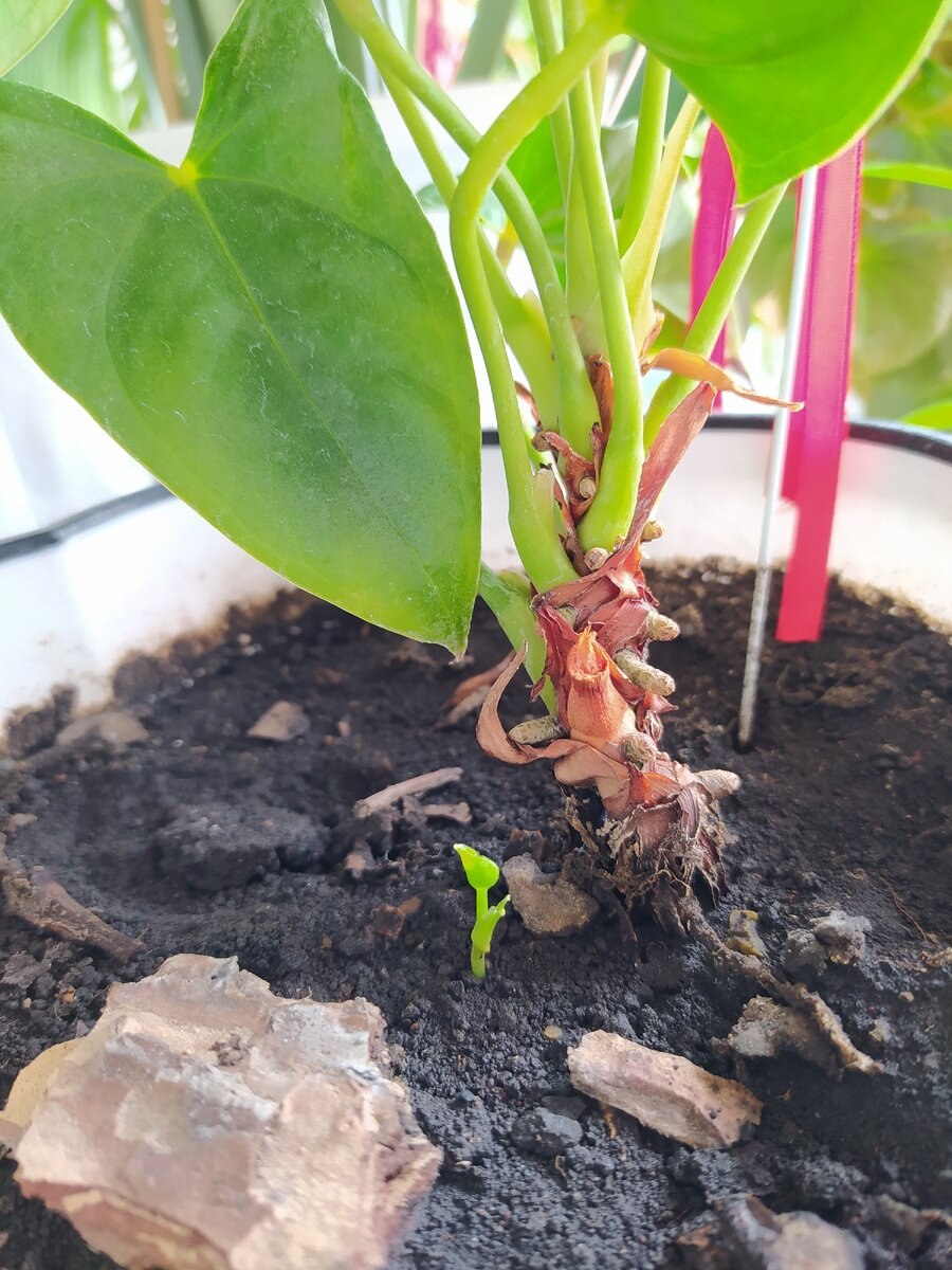 Антуриум размножение отростками