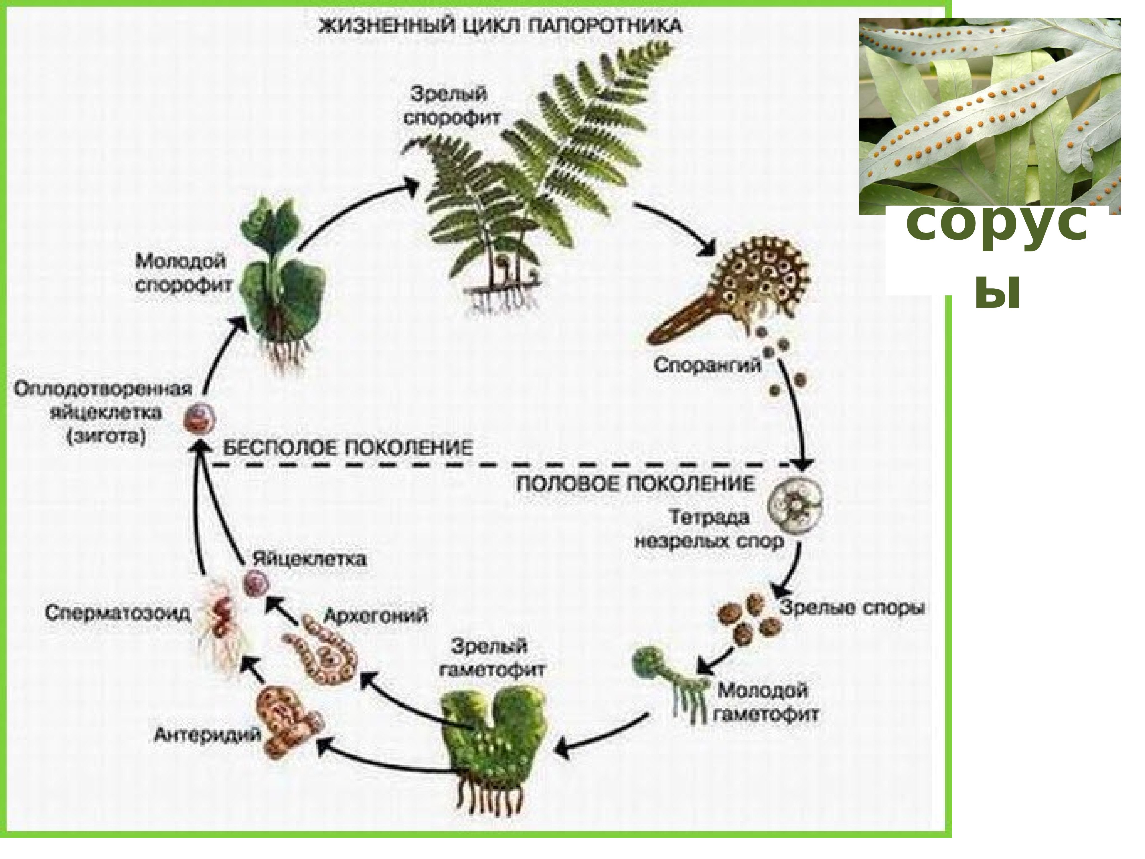 Строение высших споровых растений