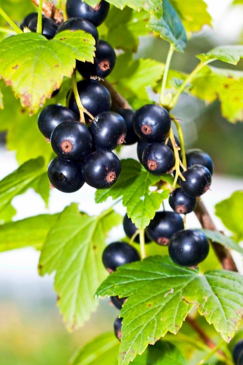Черная смородина листья