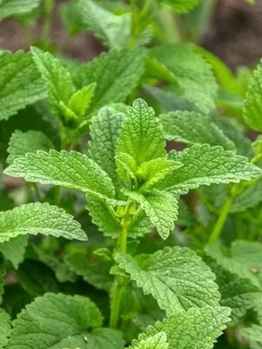 Растение мята d11 h20