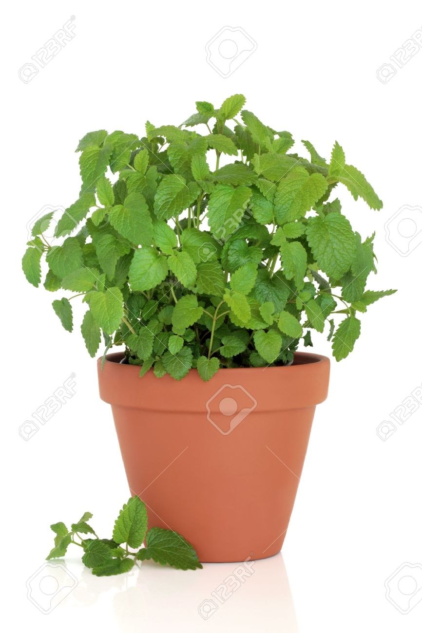 Веточка мяты