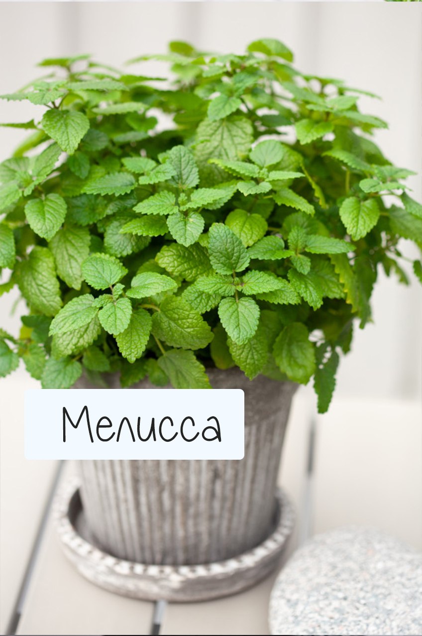 Мелисса лимонная на окне