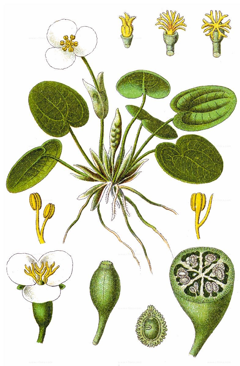 Кислица обыкновенная (Oxalis acetosella)