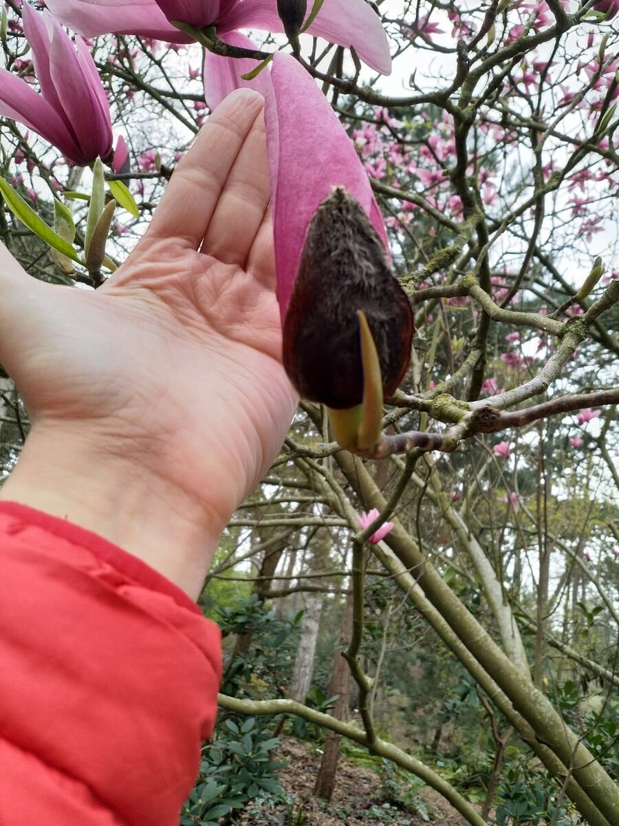 Магнолия Суланжа куст