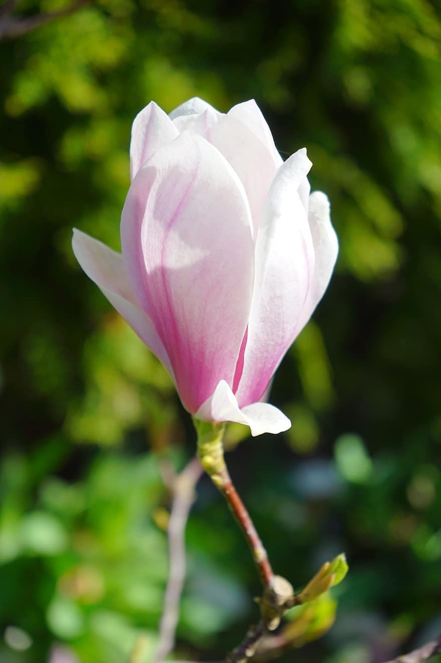 Магнолия юлан