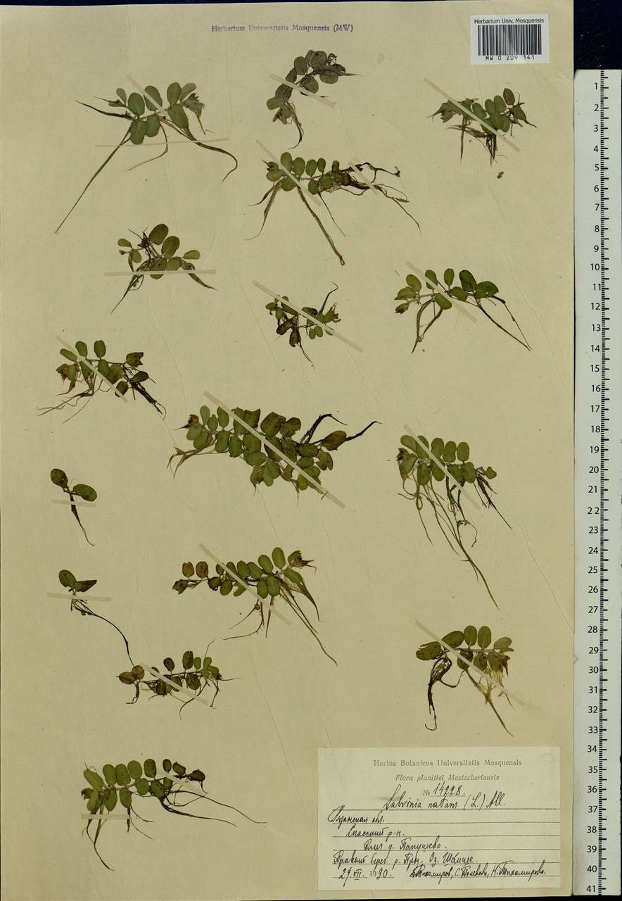 Семейство Salviniaceae - Сальвиниевые