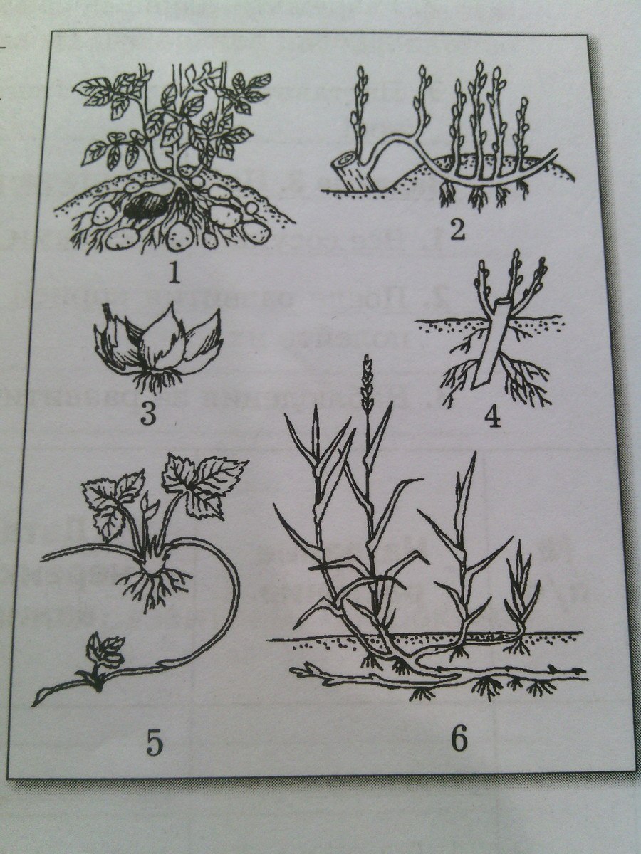 ZZ Plant how to make Cuttings