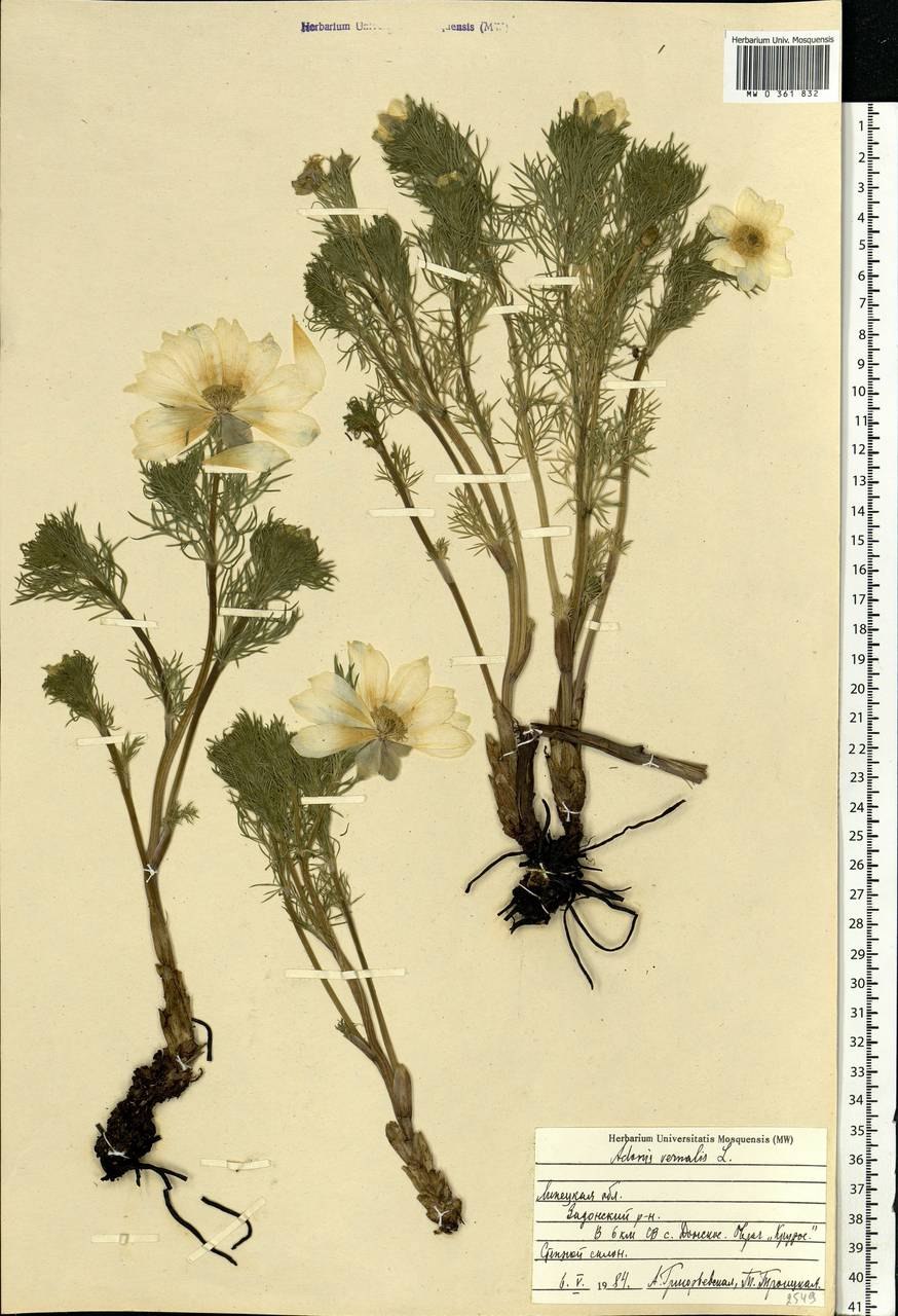 Адонис Сибирский гербарий