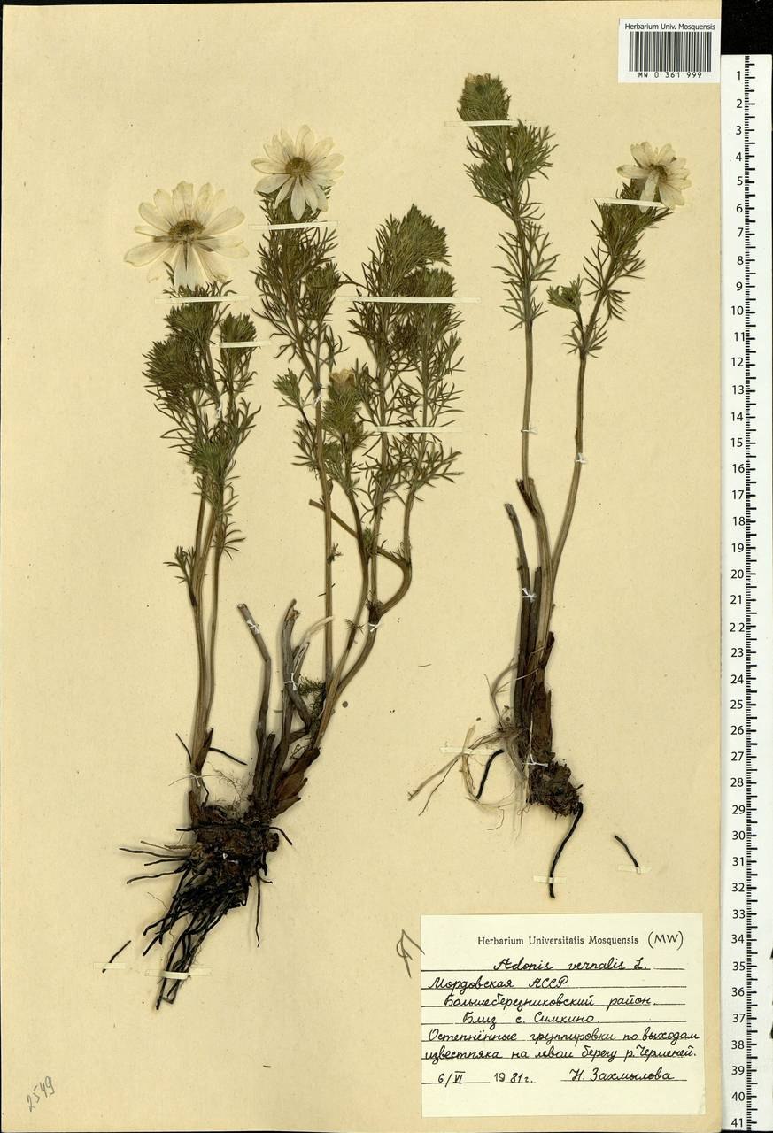 Горицвет весенний гербарий