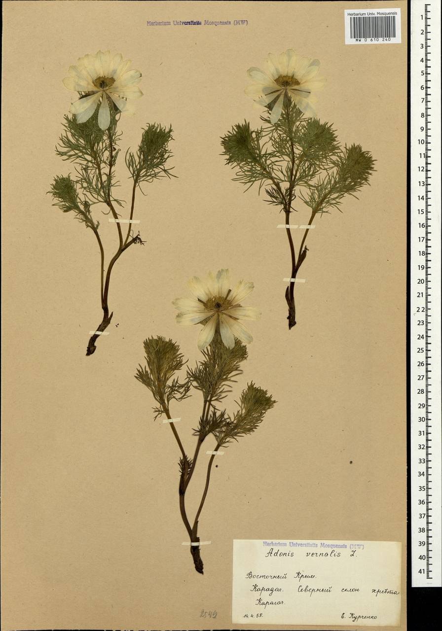 Адонис весенний горицвет