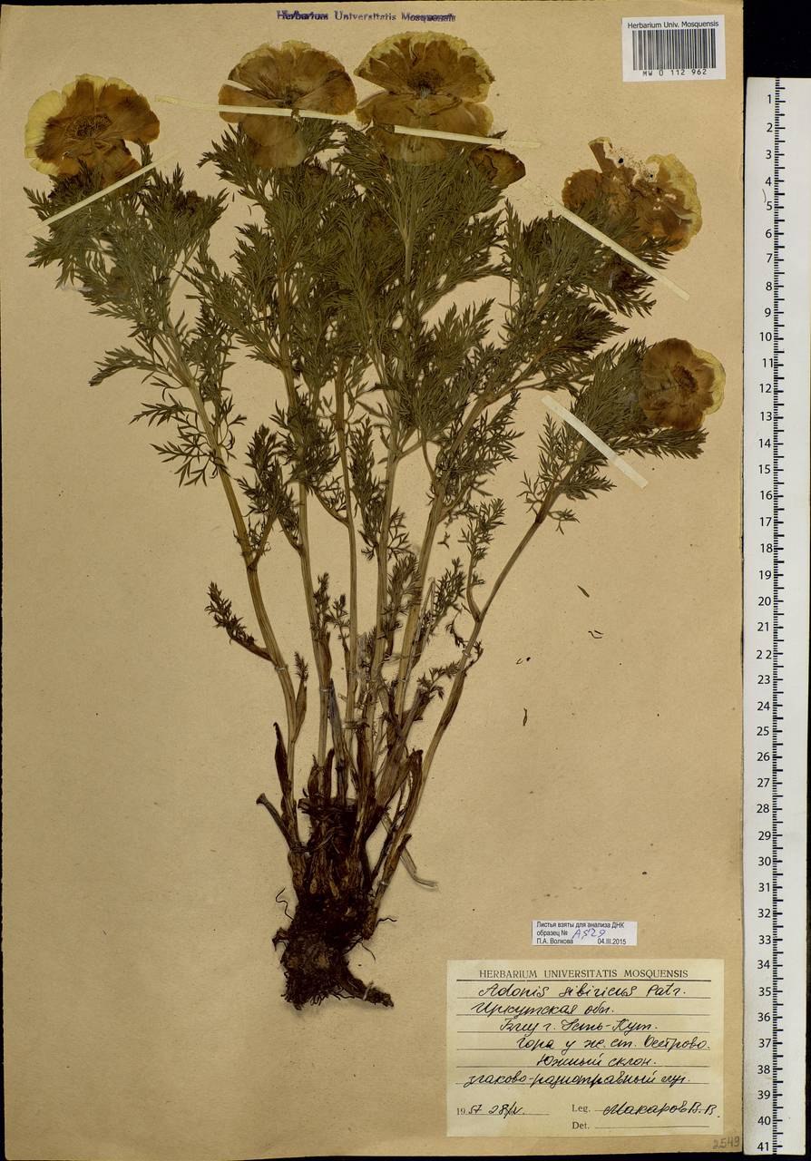 Адонис весенний Легенда