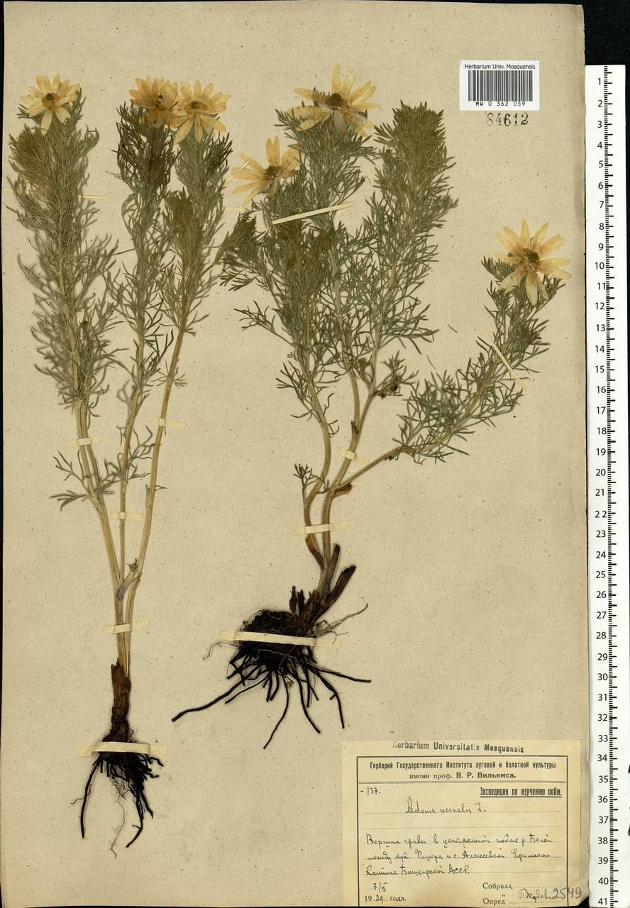 Адонис весенний Фармакогнозия