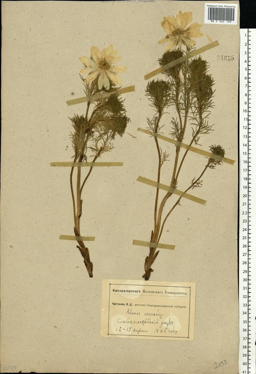 Адонис весенний строение