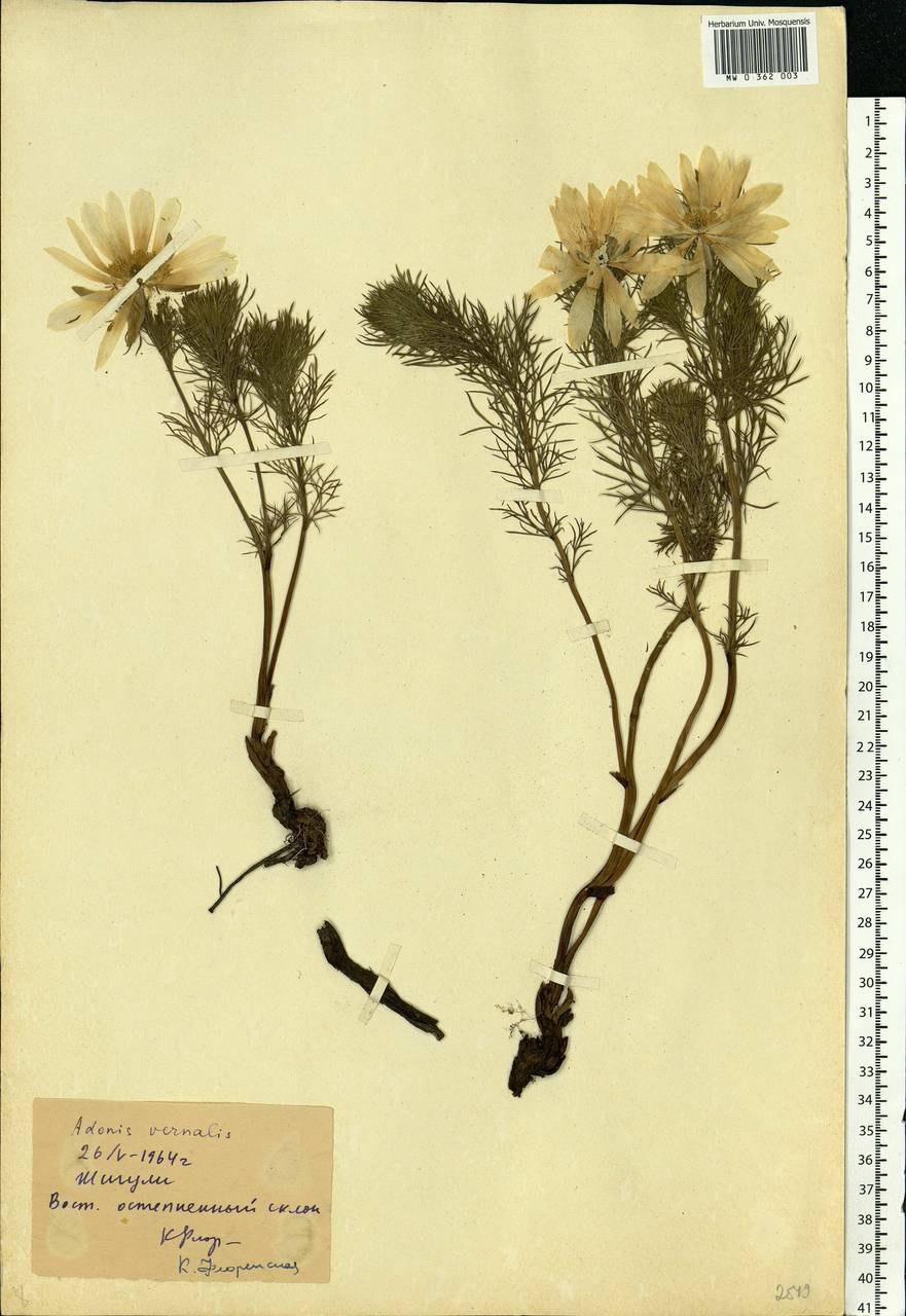 Адонис корни