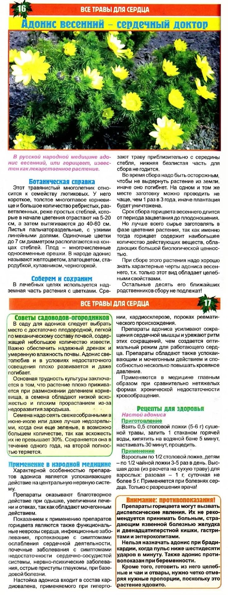 Адонис весенний лучик