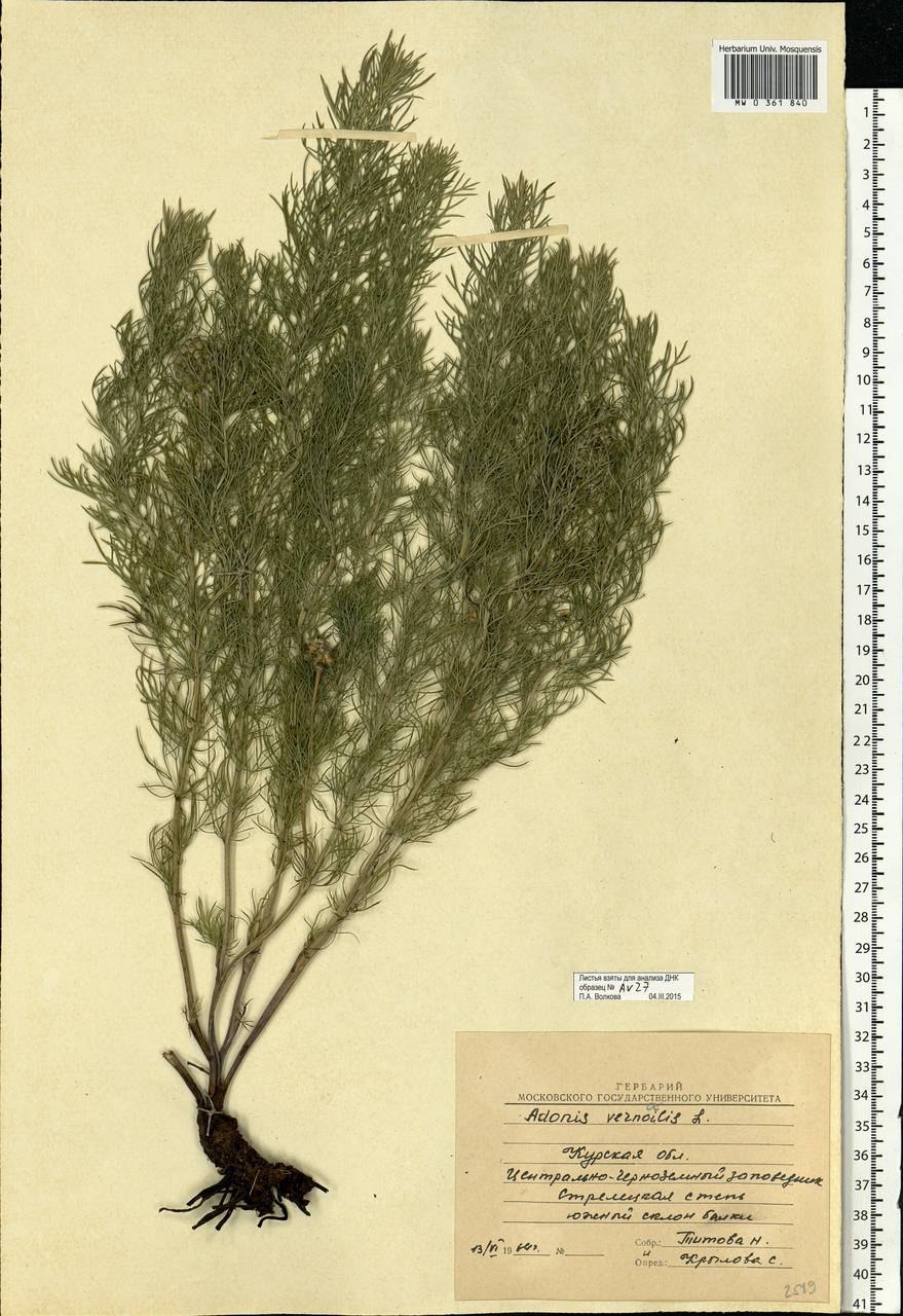 Адонис весенний горицвет описание