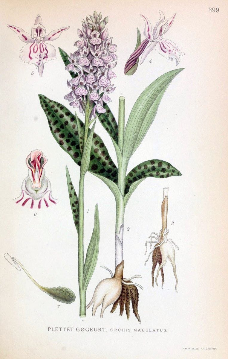 Orchis et Salvia