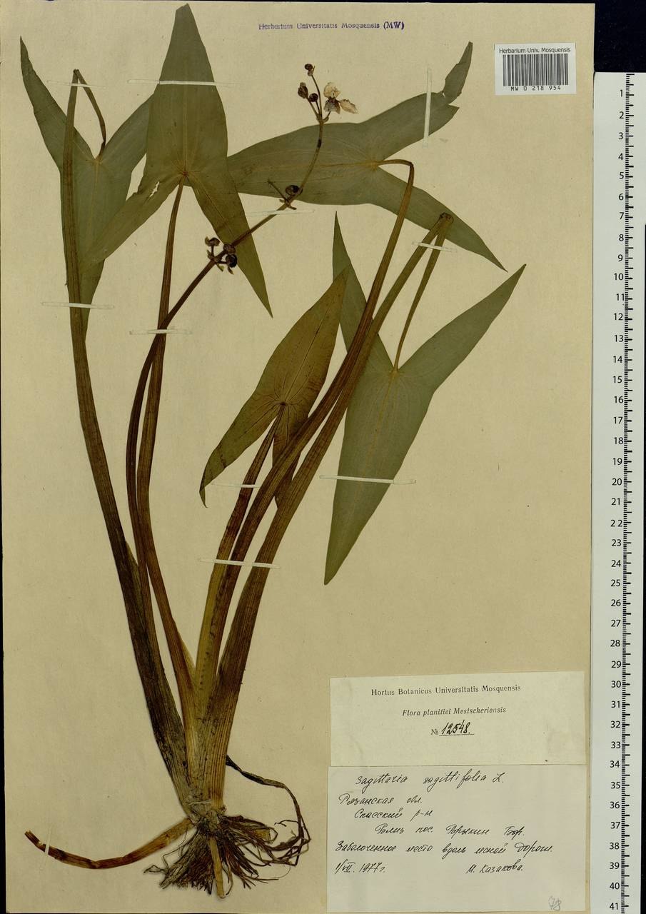 Стрелолист Sagittaria sagittifolia