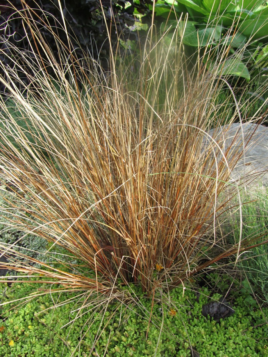 Carex Prairie Fire