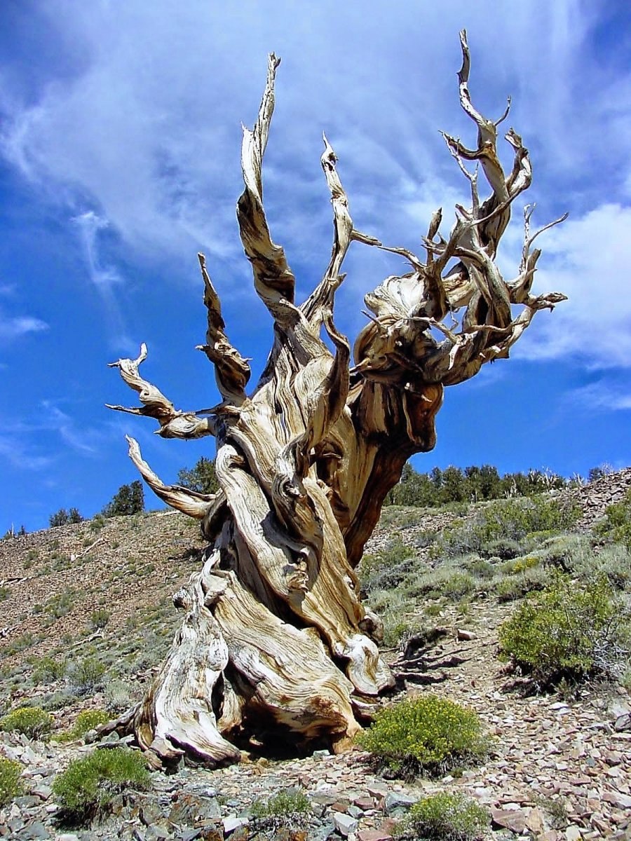 Сосна остистая Мафусаила