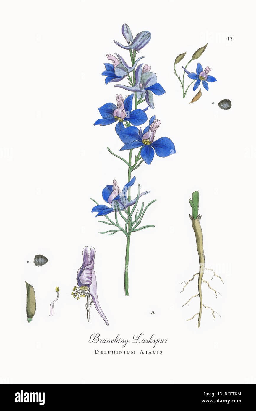 Хохлатка плотная ботаника