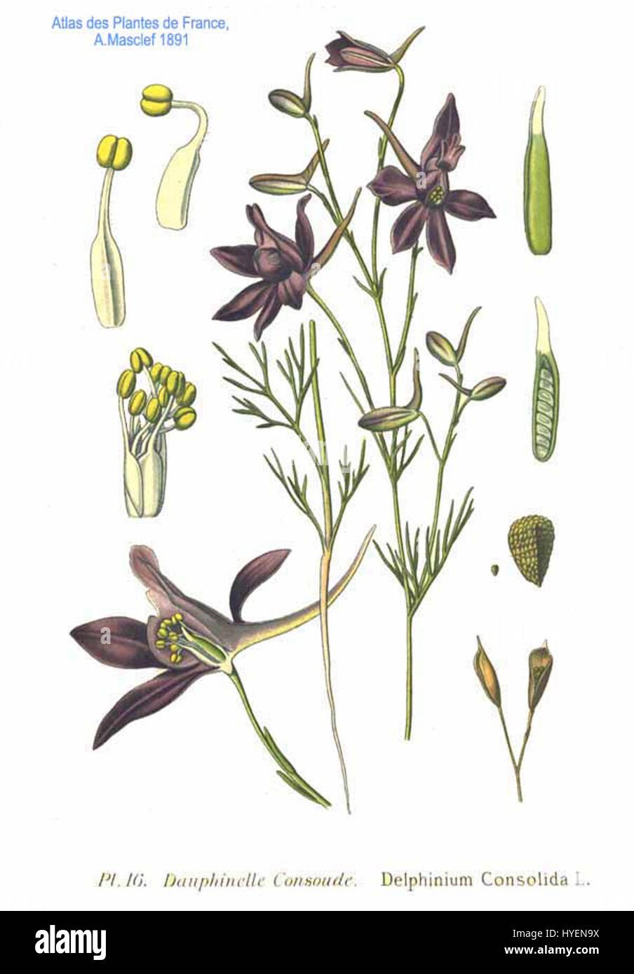 Дельфиниум живокость Полевая