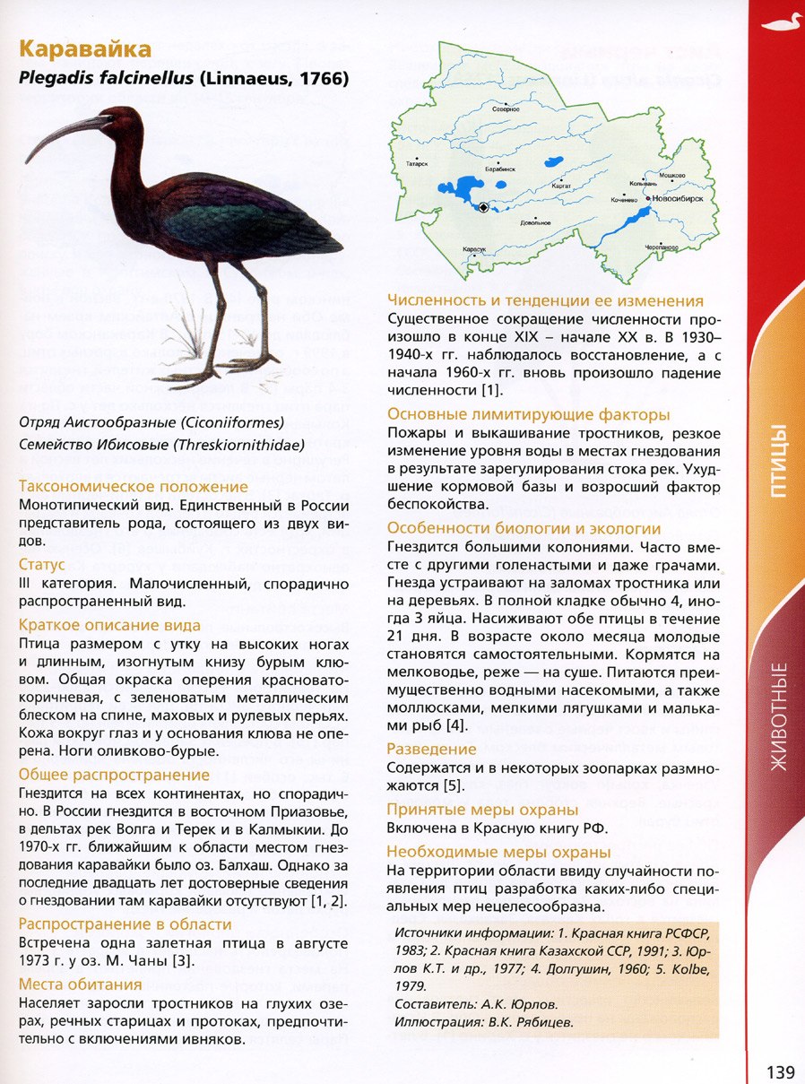 Растения сибири занесенные в красную книгу