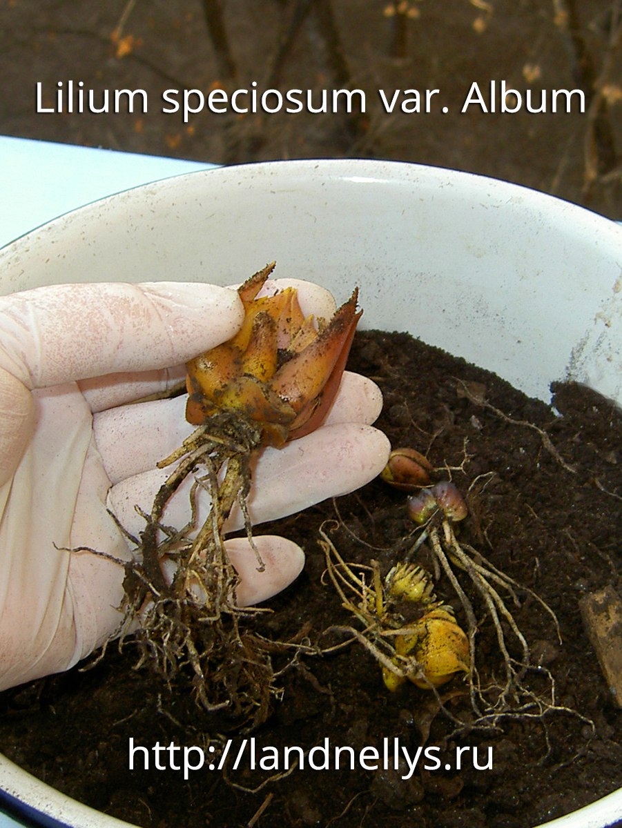 Размножение лилии видео