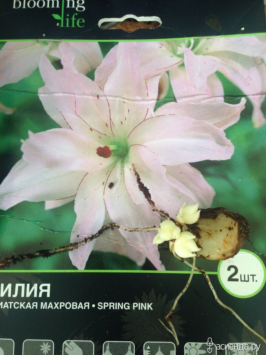 Чешуйки лилии