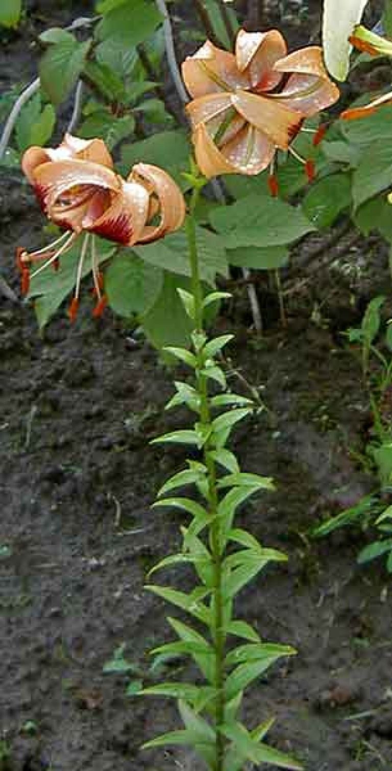 Луковица лилии