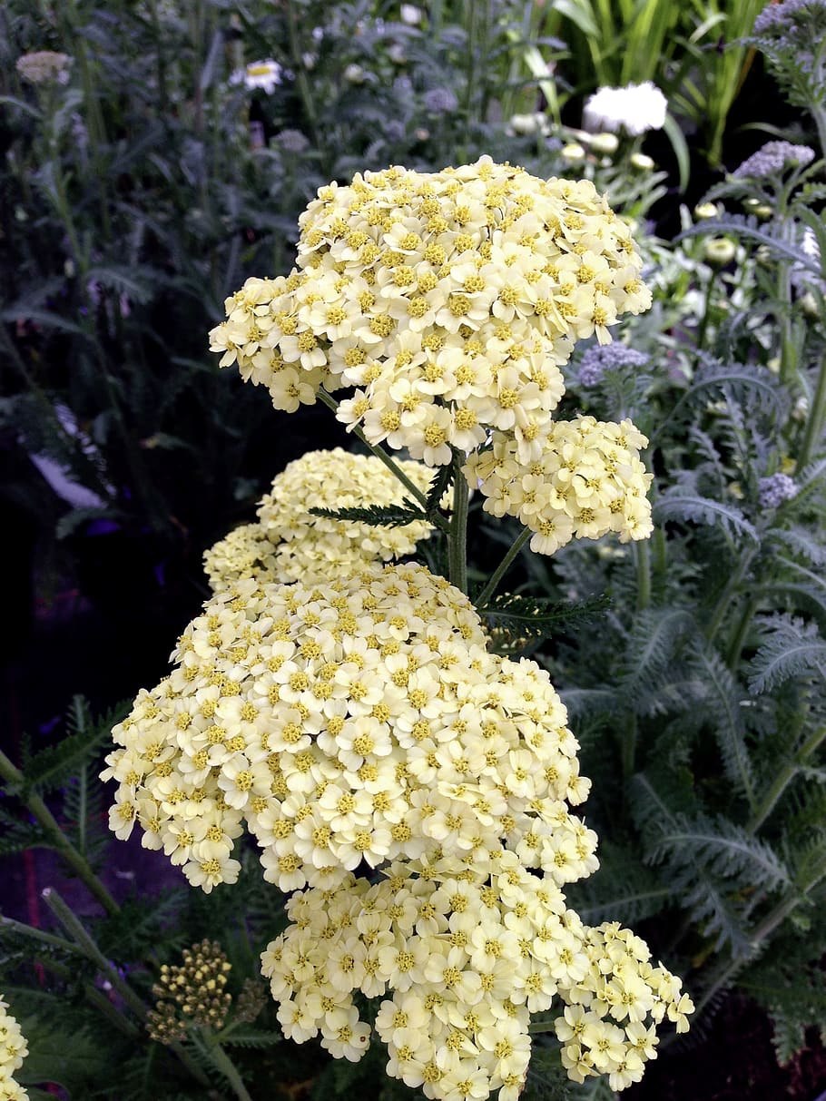 Тысячелистник таволговый (Achillea filipendulina)