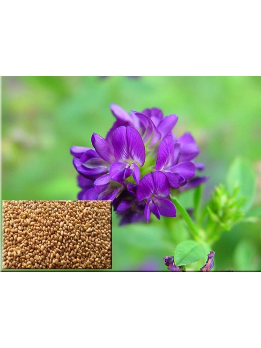 Донник белый трава