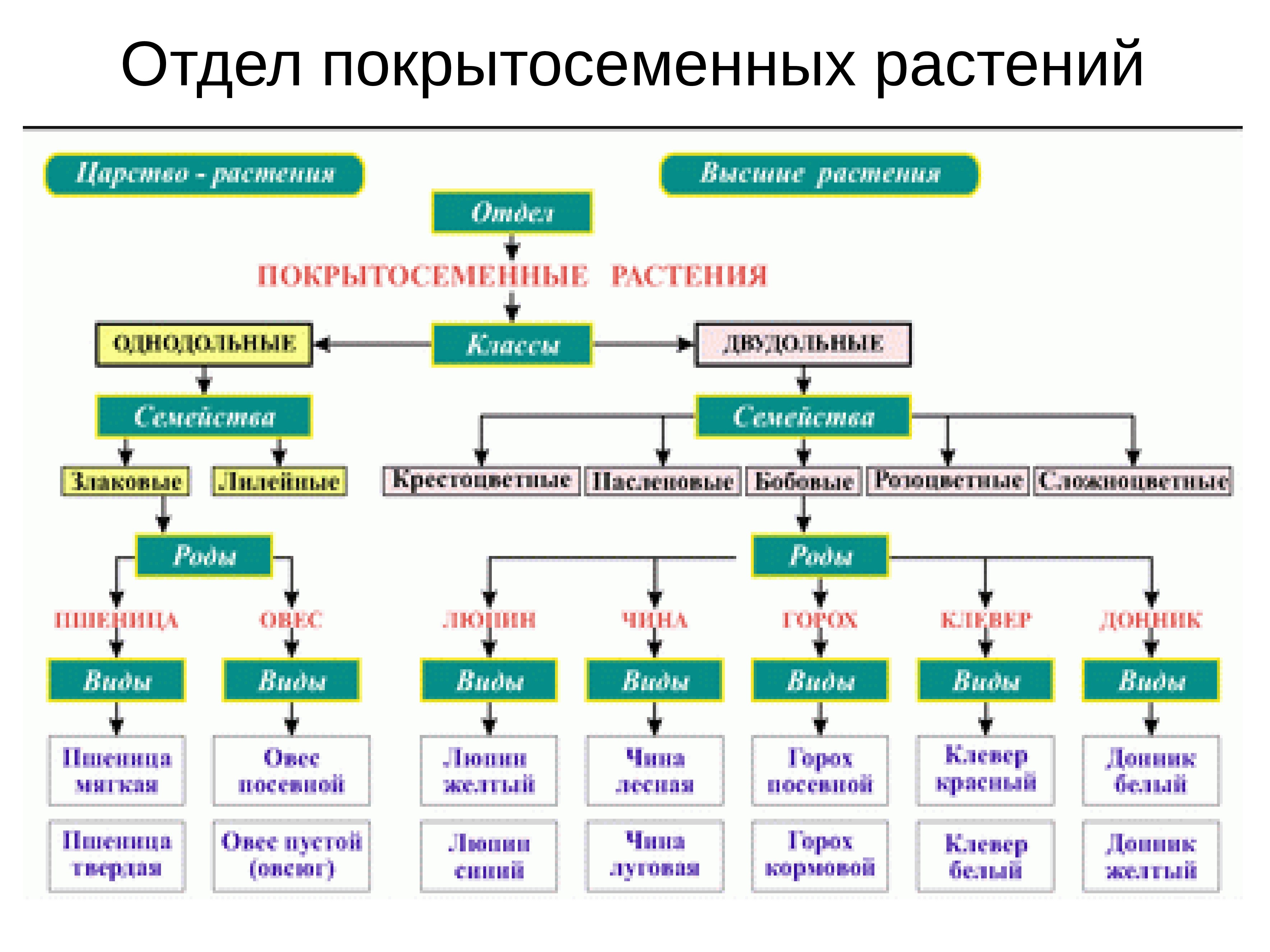 Покрытосеменные представители таблица