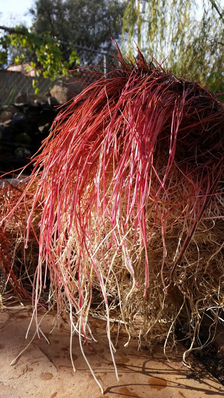 Корневая система акации белой