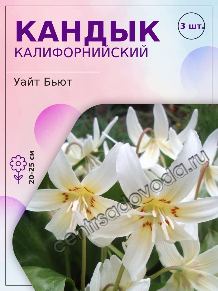 Pagoda эритрониум