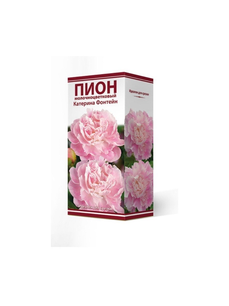 Пион молочноцветковый Catharina Fontijn