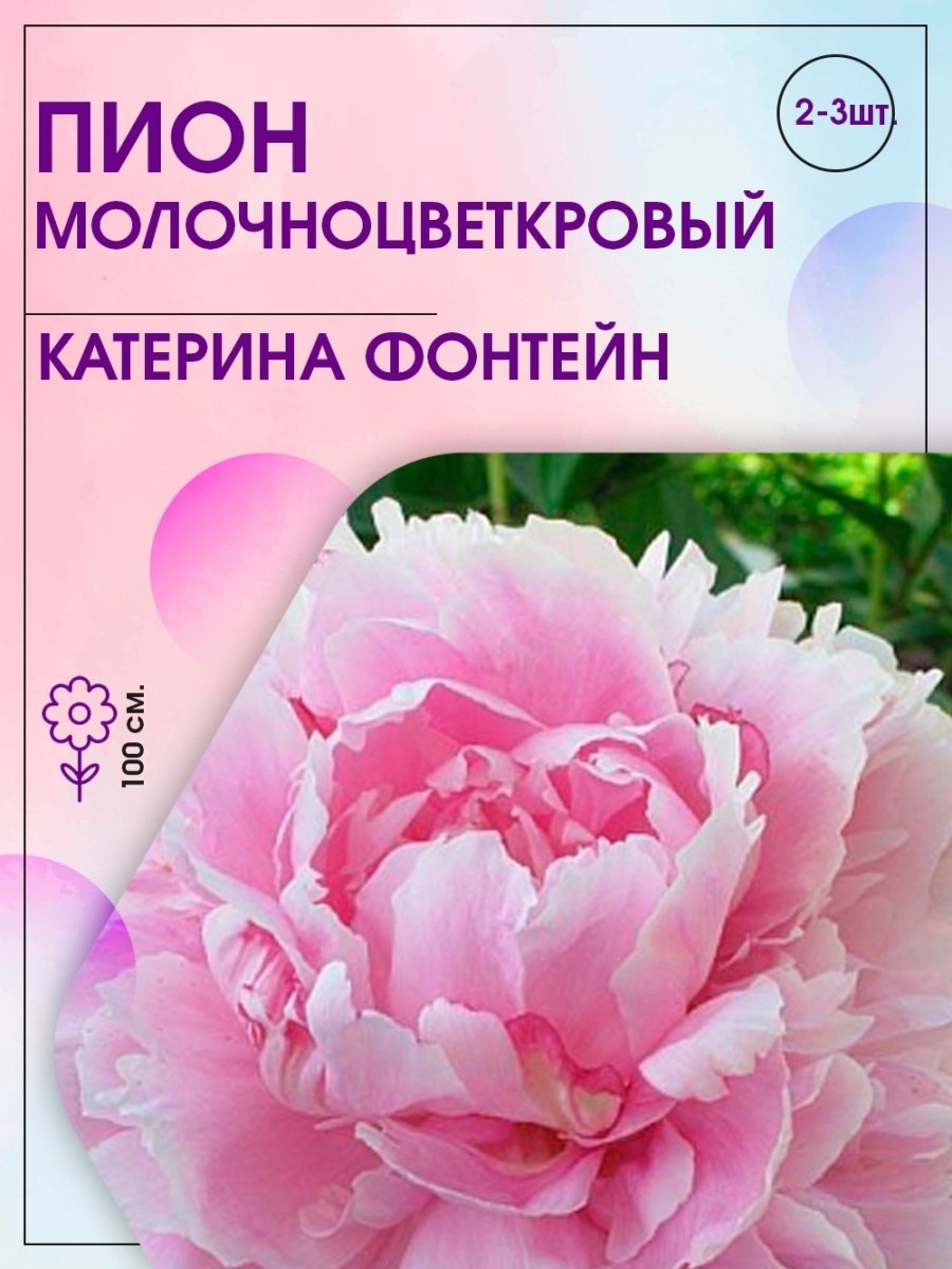 Пион молочноцветковый Мари Лемуан