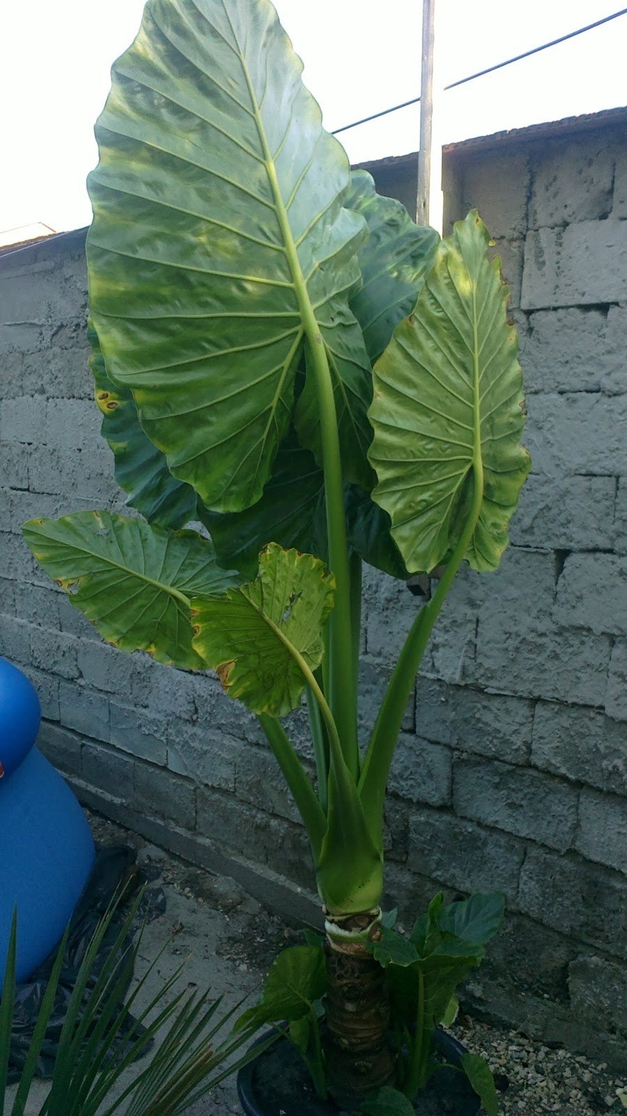 Алоказия трилистник цветок