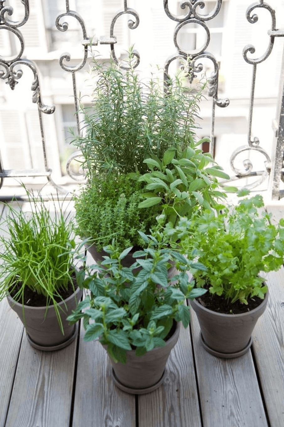 Лаванда узколистная в горшке