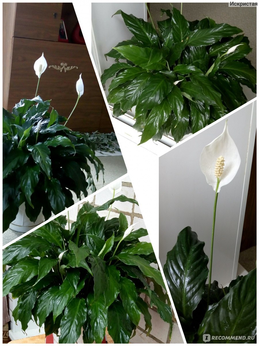 Спатифиллум Культиварс